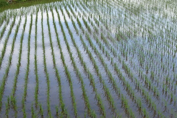 水田に映る空の和やかな景色