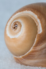 Sea Snail Shell 7