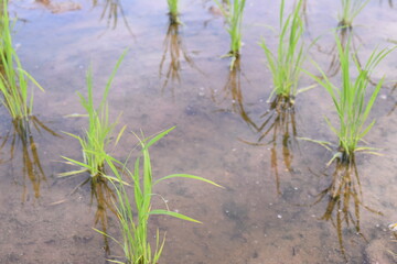 植えたばかりの水田の水面