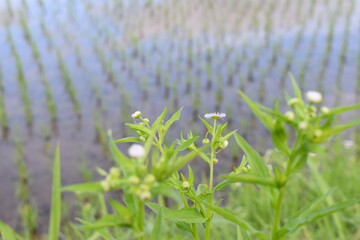 水田を見下ろす風景