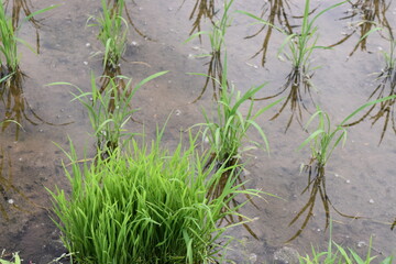 植え継ぎ前の田園