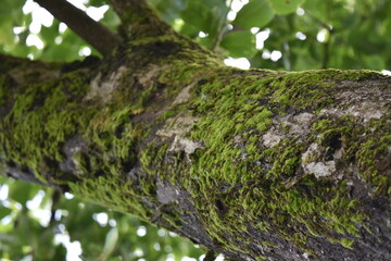成長する柿の木と苔の生命力