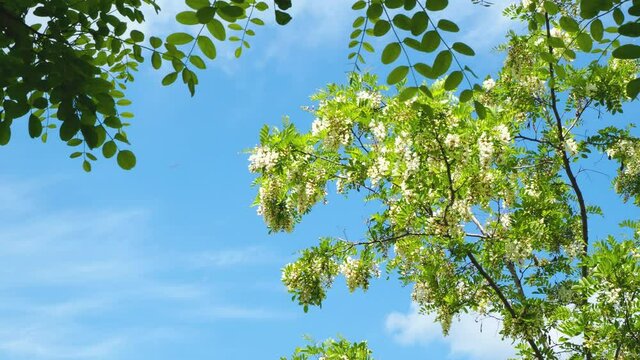 Branches of flowering acacia against the blue sky on a warm Sunny summer day. The green leaves of the trees flutter in the wind. Bird in the clouds. The beauty of the natural background