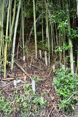 竹藪を覗く