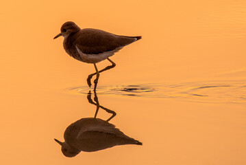 Vanellus indicus or red wattled lapwing with reflection in golden light 