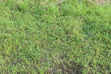 青々と茂る雑草