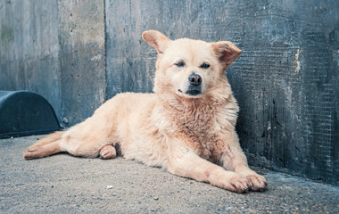 Sad dog in shelter waiting to be rescued and adopted to new home. Shelter for animals concept