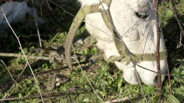 Close up footage of a white Horse with bridle, feeding with grass on ground.