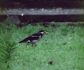 A bird collecting sticks and grass for nest