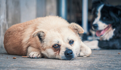 Sad dog in shelter waiting to be rescued and adopted to new home. Shelter for animals concept