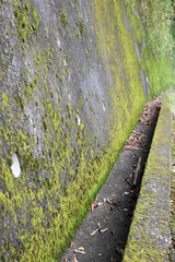 苔むした用水路