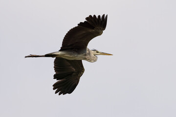 Western Reef Heron on Qatar's north-eastern coast