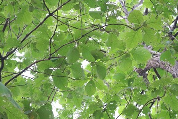 green leaves on a sunny day