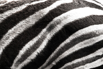 Naklejka na ściany i meble Zebra Pattern B/W 2
