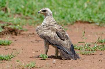 Aigle ravisseur,.Aquila rapax , Tawny Eagle
