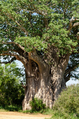 Baobab, adansonia digitata, Afrique du Sud
