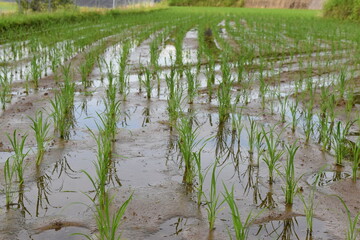 水田ですくすく育つ