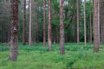 Tree mortality in the Netherlands: Spruce trees damaged by Spruce bark beetles