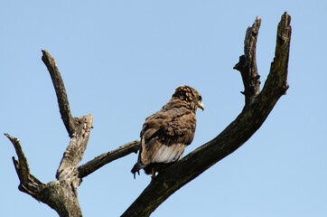 Bateleur des savanes, aigle bateleur, Terathopius ecaudatus, Bateleur