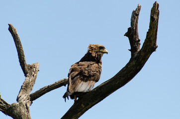 Bateleur des savanes, aigle bateleur, Terathopius ecaudatus, Bateleur