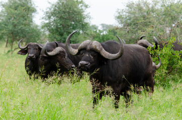 Buffle d'Afrique, Syncerus caffer, Parc national Kruger, Afrique du Sud