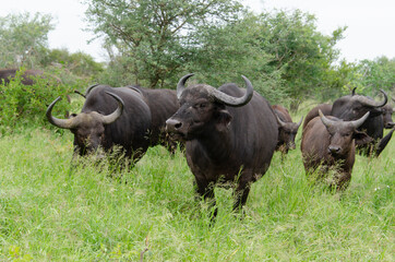 Buffle d'Afrique, Syncerus caffer, Parc national Kruger, Afrique du Sud