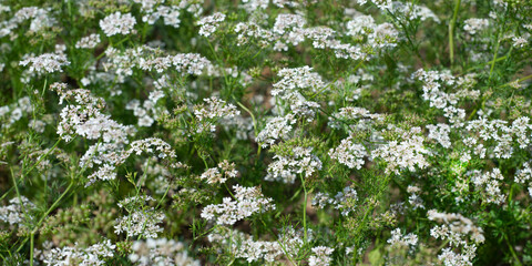  Background of coriander flowers and coriander grains. White flowers and succulent greens. Horizontal format. Banner.