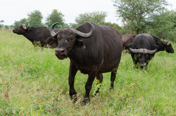 Buffle d'Afrique, Syncerus caffer, Parc national Kruger, Afrique du Sud