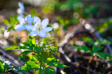 low perspective of wood anemone flowers in wood
