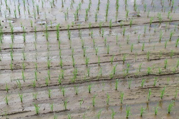 五月の植えたての日本の稲作