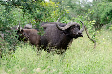 Buffle d'Afrique, Syncerus caffer, Parc national Kruger, Afrique du Sud