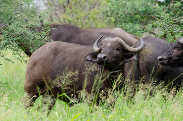 Buffle d'Afrique, Syncerus caffer, Parc national Kruger, Afrique du Sud