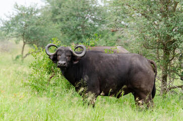 Buffle d'Afrique, Syncerus caffer, Parc national Kruger, Afrique du Sud