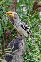 Calao à bec jaune,.Tockus flavirostris, Eastern Yellow billed Hornbill, Parc national Kruger, Afrique du Sud