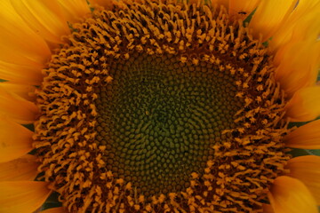 close up sunflower