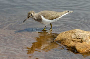 Chevalier guignette,.Actitis hypoleucos, Common Sandpiper