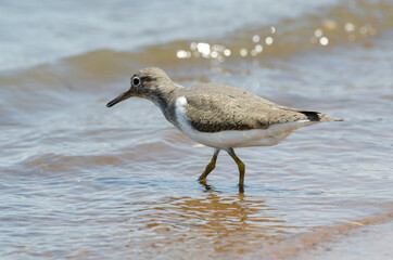 Chevalier guignette,.Actitis hypoleucos, Common Sandpiper