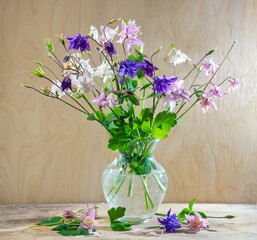 Rustic still life in a glass vase beautiful flowers pink white blue Aquilegia wooden background. Aquilégia vulgáris of the Buttercup family