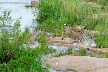 Grand koudou, Tragelaphus strepsiceros, femelle, Parc national Kruger, Afrique du Sud
