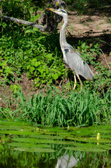 Héron cendré, Ardea cinerea, Grey Heron