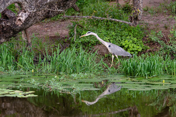 Héron cendré, Ardea cinerea, Grey Heron