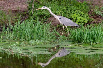 Héron cendré, Ardea cinerea, Grey Heron