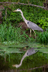 Héron cendré, Ardea cinerea, Grey Heron