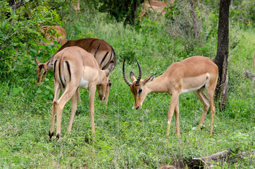 Impala, male, Aepyceros melampus