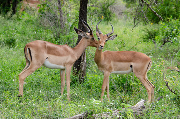 Impala, male, Aepyceros melampus