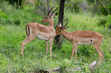 Impala, male, Aepyceros melampus