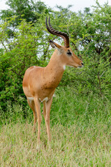 Impala, male, Aepyceros melampus