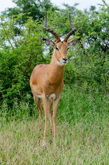 Impala, male, Aepyceros melampus