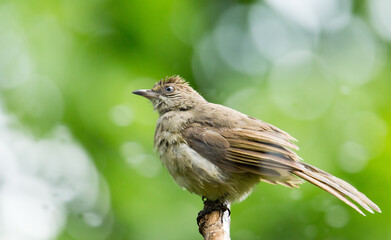 Streak-eared Bulbul catches on a branch and is looking for food.
