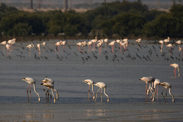Fototapeta na wymiar Flamingo birds on Qatar's north-eastern coast 
